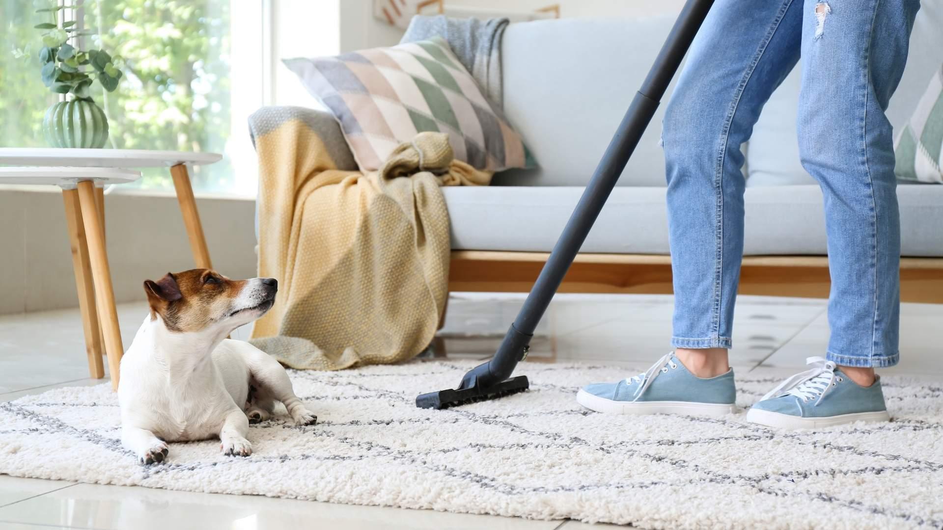 How to Maintain a Clean Home with Pets