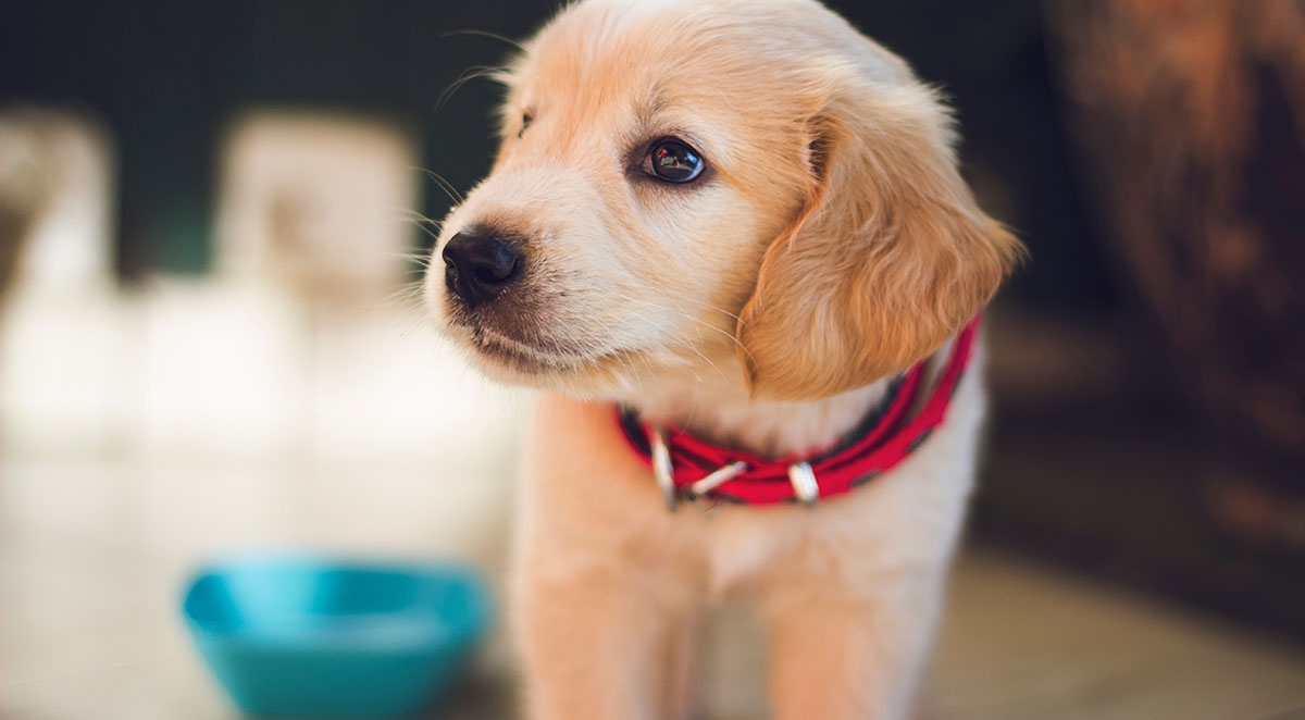 How to Control Indoor Pet Allergens